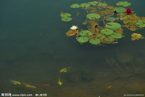 荷花与鱼图片 