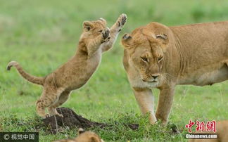 南非国家公园三狮出逃 先后遭农民与护林员射杀 