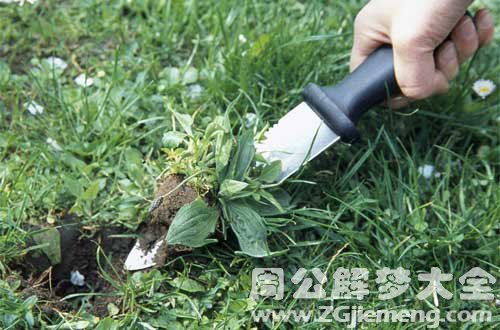 梦见除草是什么意思 梦到除草好不好 大鱼解梦网 