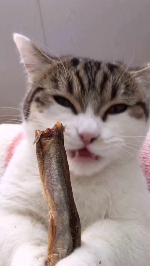 喂猫咪吃小鱼干,当它发出声音的那一刻,这也太可爱了吧 