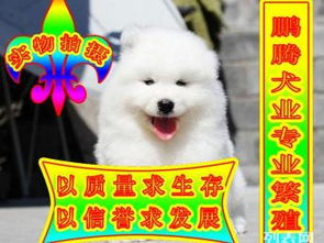 图 品质优 价格低 服务好 萨摩 北京宠物狗 