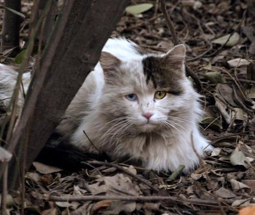 流浪猫被好心人收养,一个月就被重新赶出家门,网友 活该流浪