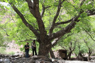 西藏完成古树名木资源普查 发现14个古树种群,树龄最高为3200年