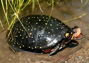 星点水龟丨来自北美的漫天繁星