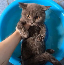 主人第一次给猫洗澡,眼前这幕令他哭笑不得 这猫怎么洗缩水了