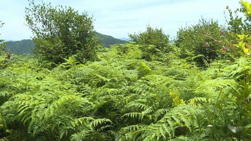 巧用妙招 松阳种植户们这样为农作物 解渴 降温