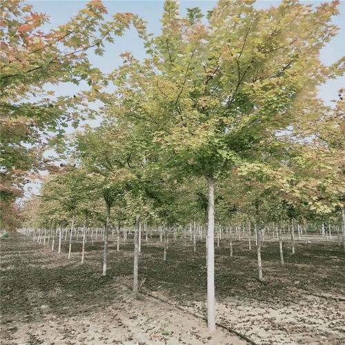 五角枫树种子价格大揭秘，种植前景与市场分析一网打尽！