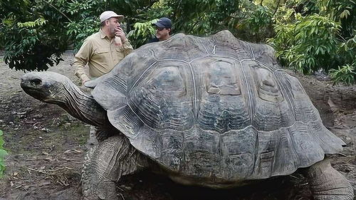 加拉帕戈斯象龟灭绝了吗,加拉帕戈斯象龟的背景