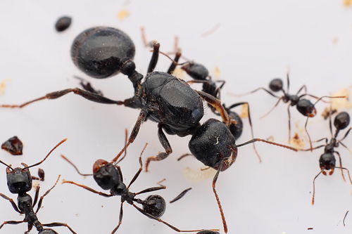 最容易爆产的蚂蚁 中国十大最好养的蚂蚁