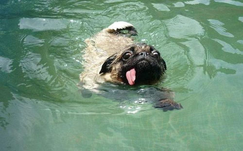 狗狗都会游泳 其实你错了,有些狗狗就不会游泳