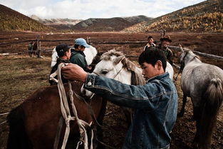 蒙古驯鹿牧民传统文化和生活方式面临威胁 