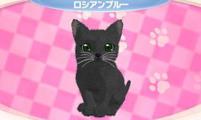 各种人气猫咪 3DS 可爱小猫3D 12月13日推出 网易游戏 