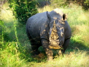 非洲,南非,野生动物,白犀牛,广场嘴犀牛,白犀 simumrhino,放牧,吃,濒危的动物,动物,哺乳动物,自然 