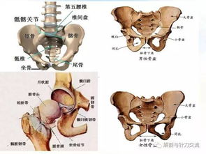 3D解剖教学 髋部肌肉 视频 