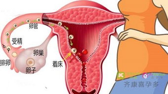 宫颈糜烂又有炎症影响试管移植吗？胚胎能着床吗