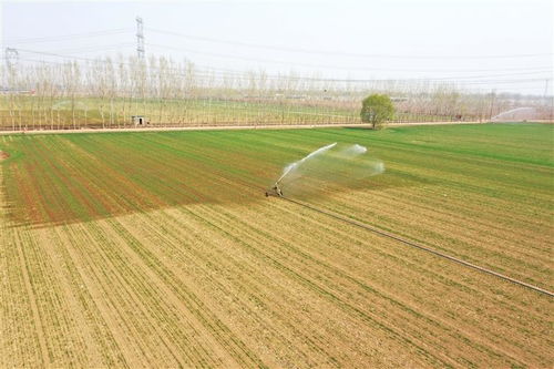 节水灌溉 让小麦及时喝上 返青水