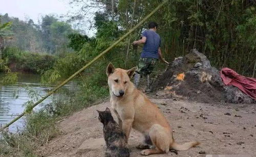 为什么城里人很少养中华田园犬