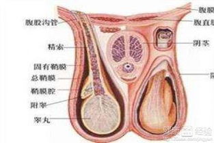 男性阴囊长疙瘩是怎么回事呢