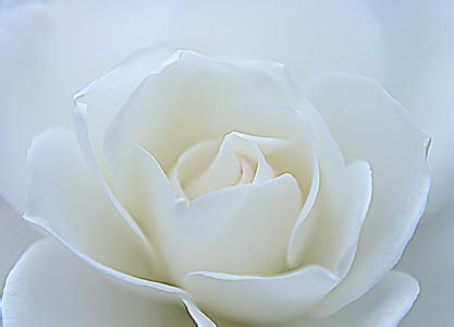 白玫瑰的花语和象征,黑玫瑰和白玫瑰的花语分别是什么？