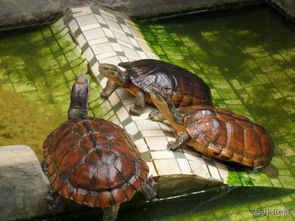 石金钱龟与金钱龟的种类和区别?特性如何与怎么辨别？