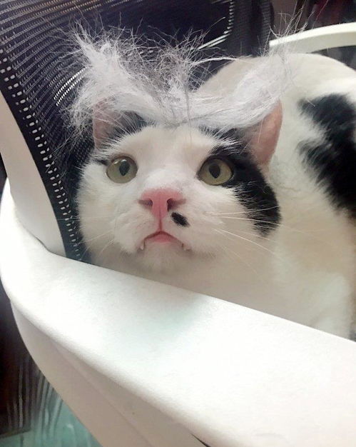 主人给猫咪做了一个新发型,猫咪 铲屎的你的良心不会痛吗