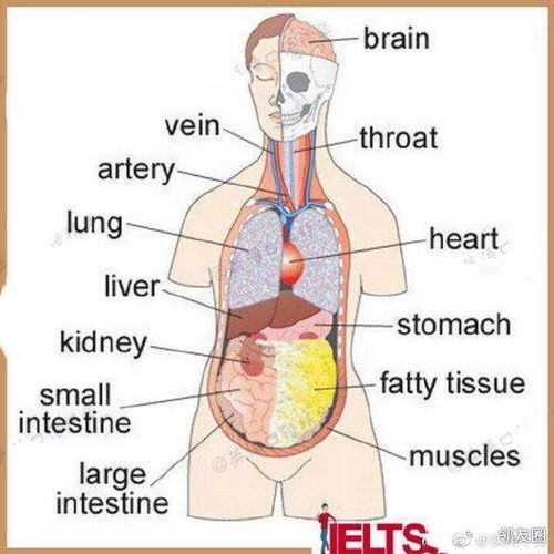 身体部位英文单词图片 搜狗图片搜索