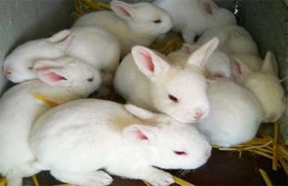 养兔子的人越来越多了,但是养殖中的误区你知道吗 