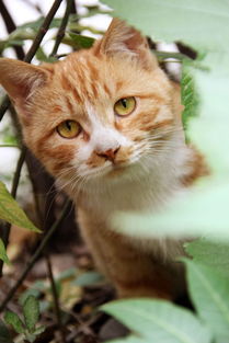 知春里小区野猫们的幸福生活 知春里小区野猫们的幸福生活 忧子 