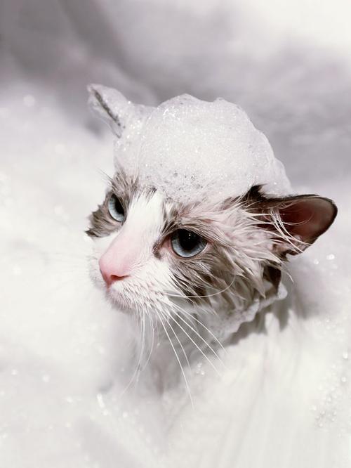 给猫咪洗澡就像一场战争 要怪就怪铲屎官,洗猫的方式完全不对