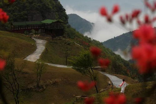 今日头条 天台牧云谷 高山杜鹃别样红