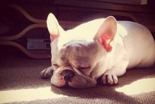 狗狗睡觉抽搐是梦到跟你玩,也可能是疾病导致 如何缓解狗狗抽搐