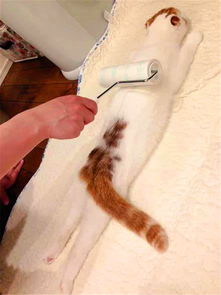 主人给小猫咪粘毛,结果做成了spa,简直不要太会享受