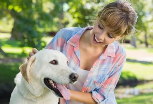 在拉布拉多犬眼里,主人摸它的头部,代表这些意思