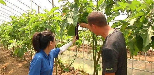 新鲜事 长在树上的茄子