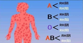 请问血型是A型Rh 是什么意思 