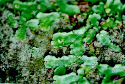 常见的10种苔藓植物图片,常见的10