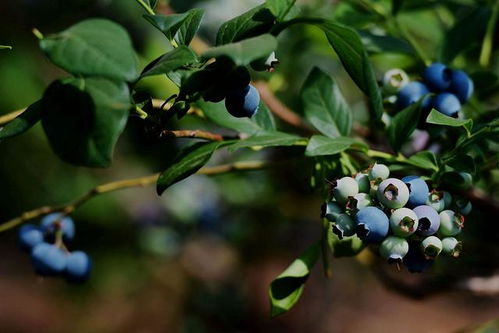 蓝莓树怎么养,建议：蓝莓树养殖方法，让你的蓝莓丰收满枝头