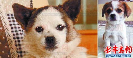 青岛犬只收养基地下月举办领养日活动 图