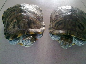 能帮我判别这两只巴西龟是公的还是母的吗 