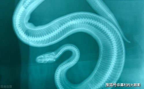 蛇是冷血动物不会产生感情,为什么有人养蛇当宠物,不怕被咬吗