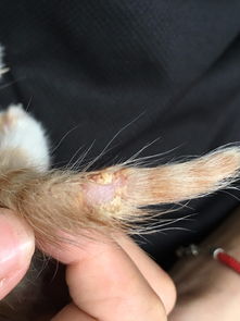 有宠物医生吗 猫咪的爪子,和尾巴溃烂了是什么原因,尾巴都快断了,在线等 