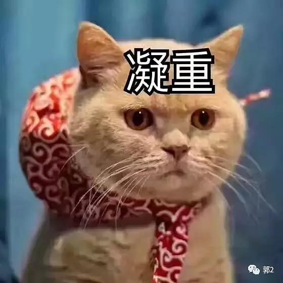 养猫记 