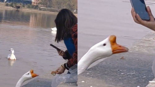 河南一女生在湖边拿面包 调戏 鹅,网友 学长吃你个面包怎么了 