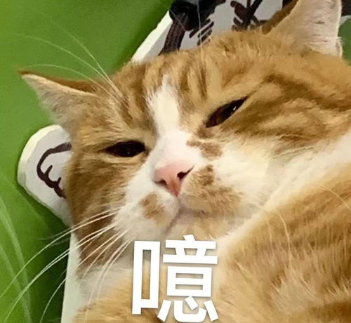 听说猫咪名字越 贱 ,活得时间就越久