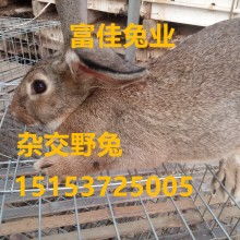宏泰兔业养殖场 