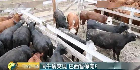 巴西牛肉出口暂停发放兽医卫生证书,已装船货物不受影响