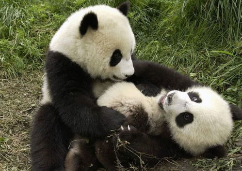 十个冷知识 大熊猫交配的时候需要看猫片儿来进行