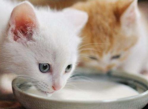 猫咪多大可以还喝牛奶(猫咪几岁可以喝牛奶)
