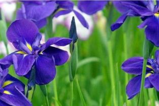 紫罗兰花香味有毒吗,紫罗兰哪个品种有毒？