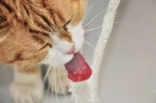 我家猫咪不吃东西只喝水是怎么回事 